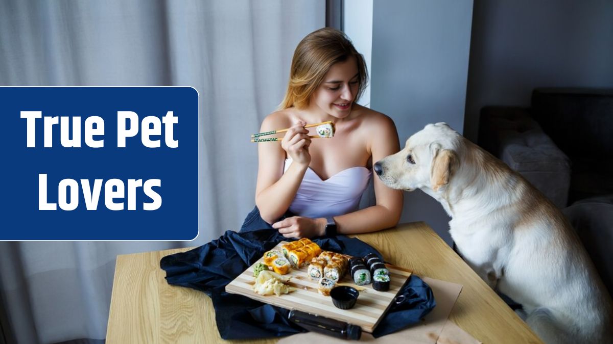 Beautiful girl eating sushi close-up with her dog labrador, smiling, holding a sushi roll with chopsticks. Healthy Japanese food.